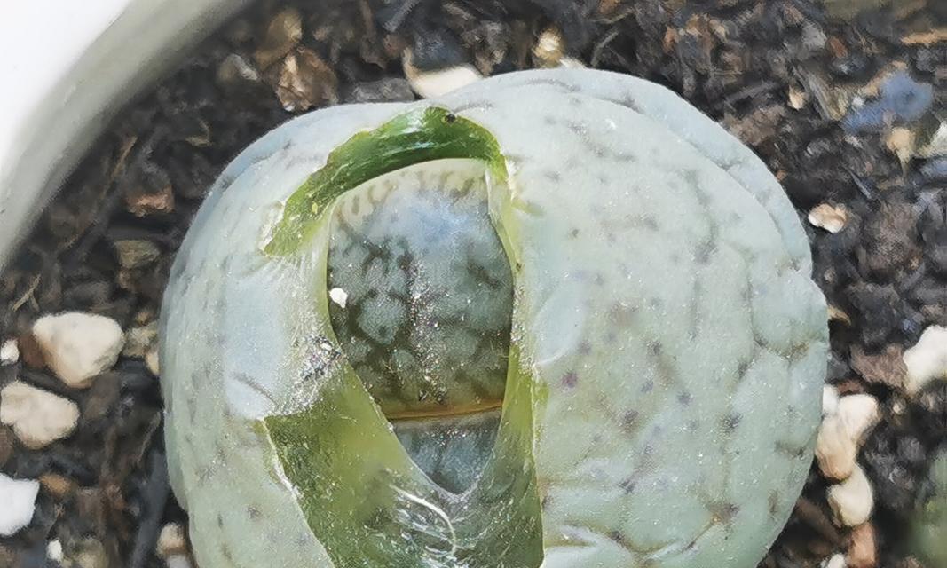 生石花蜕皮的周期是多久？生石花蜕皮时需要注意什么？