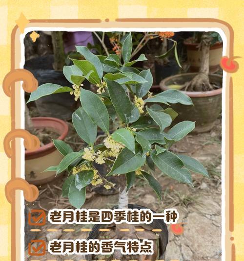 月桂什么时候开花？月桂的养护技巧和繁殖方法是什么？