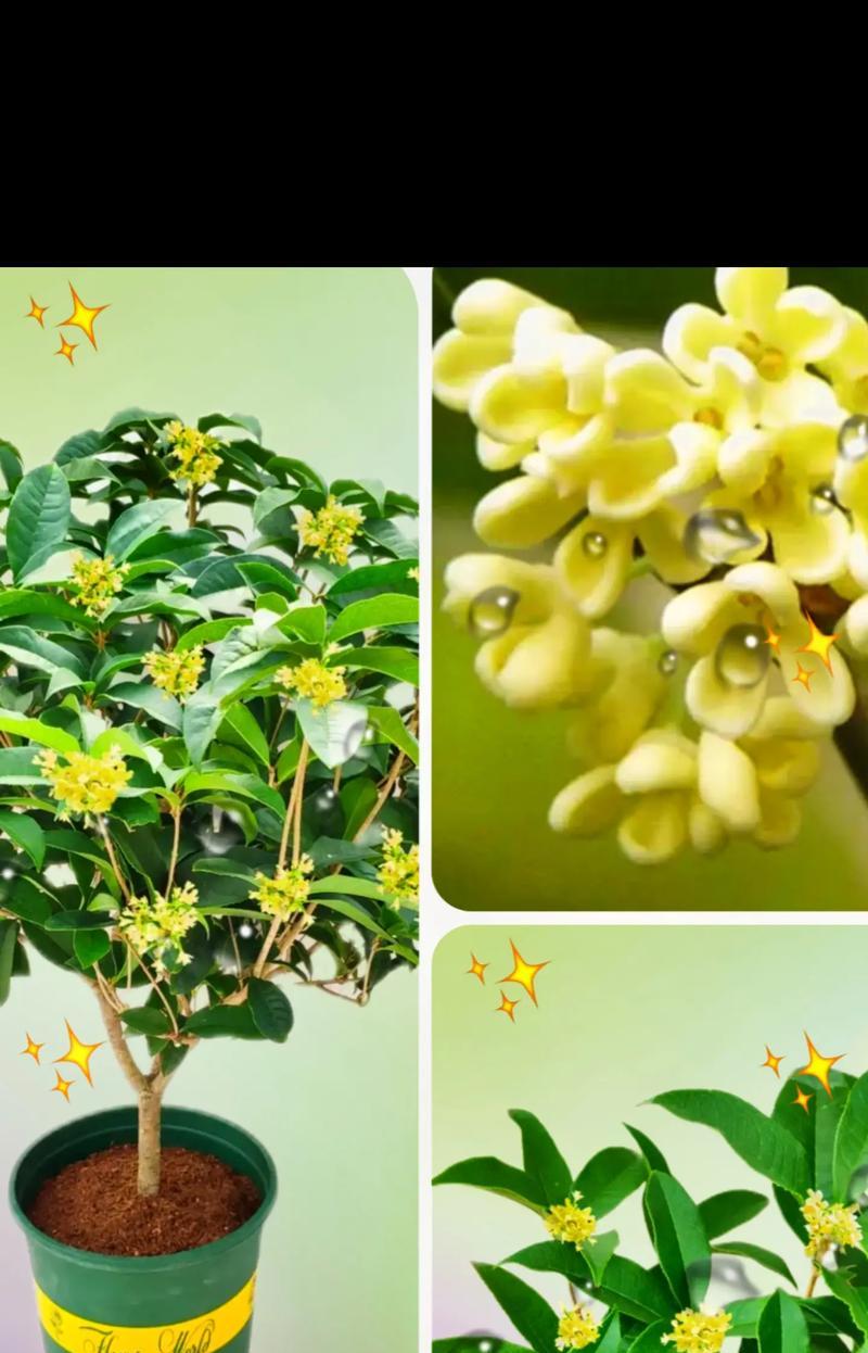 月桂什么时候开花？月桂的养护技巧和繁殖方法是什么？