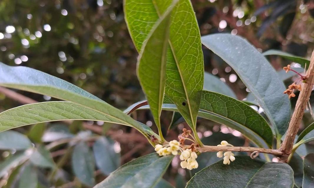 月桂什么时候开花？月桂的养护技巧和繁殖方法是什么？