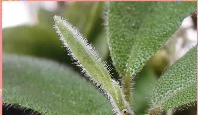 毛茸茸的植物有哪些？它们的特性是什么？