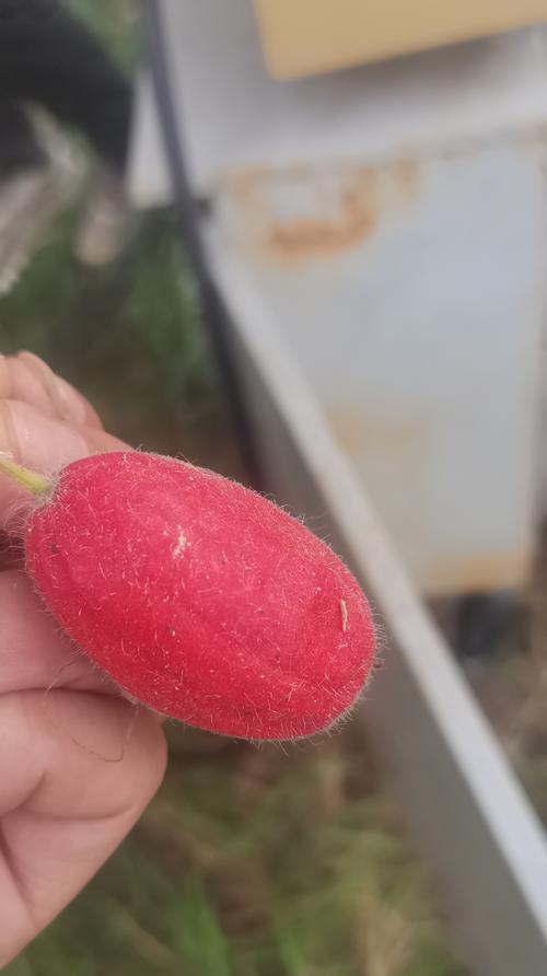 毛茸茸的植物有哪些？它们的特性是什么？