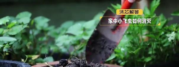 盆栽小飞虫的防治方法是什么？