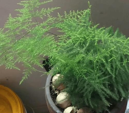 盆栽小飞虫的防治方法是什么？