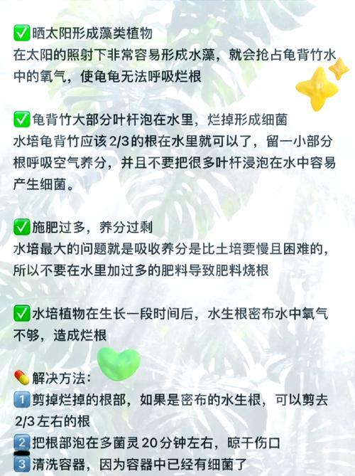 水培龟背竹的正确养护方法是什么？