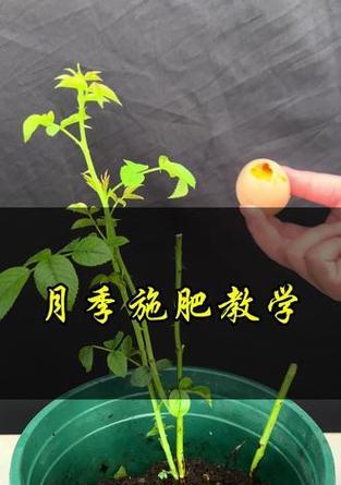 月季花施肥的正确方法和时间？