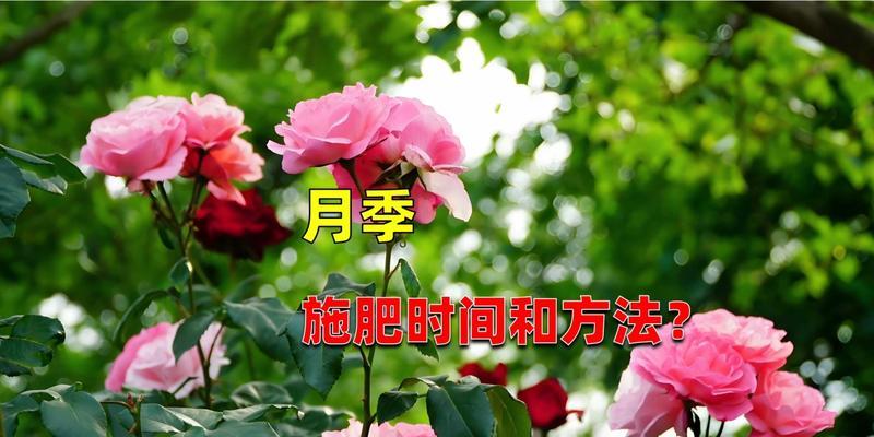 月季花施肥的正确方法和时间？