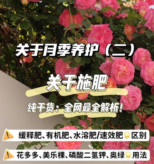 月季花施肥的正确方法和时间？