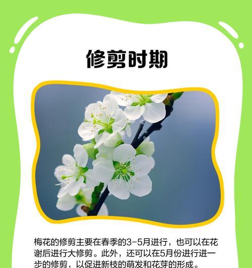 梅花修剪的最佳时机是什么时候？如何进行梅花修剪？