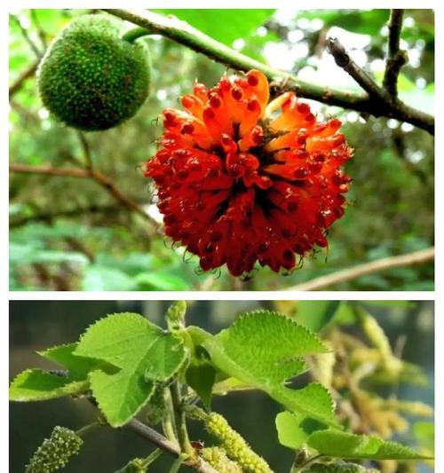 构树的花朵有哪些特点？