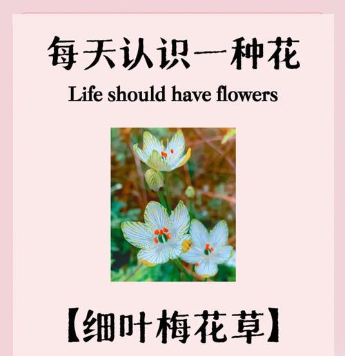 梅花叶子的形态特征和识别要点是什么？