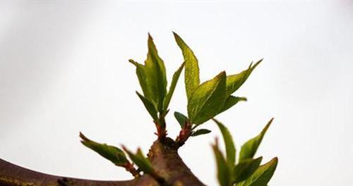 梅花叶子的形态特征和识别要点是什么？