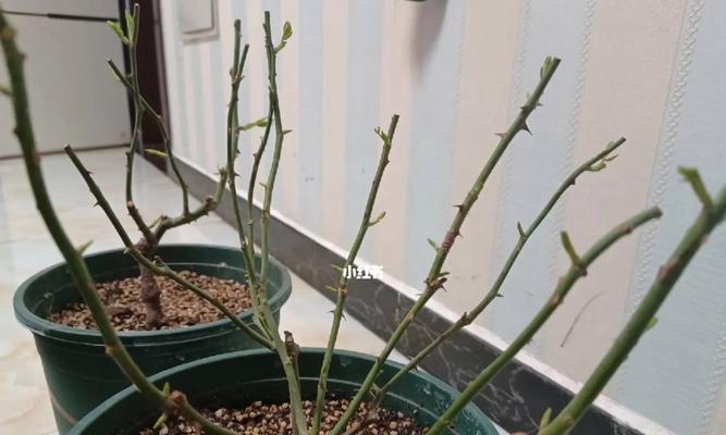 盆栽底肥施用的正确步骤是什么？