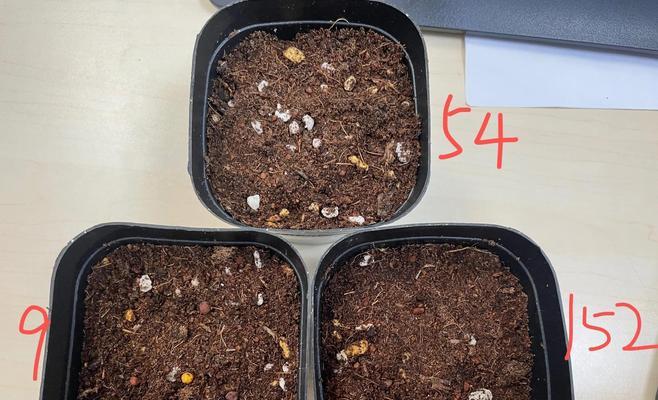 仙客来种球种植步骤是什么？怎样才能开花？