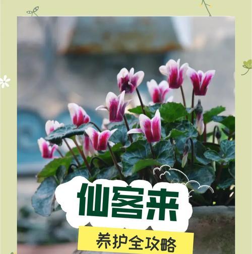 仙客来种球种植步骤是什么？怎样才能开花？