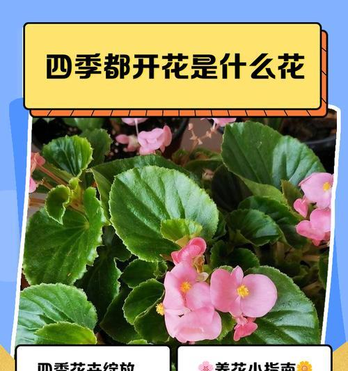 花草有哪些品种？它们的适应环境有何不同？