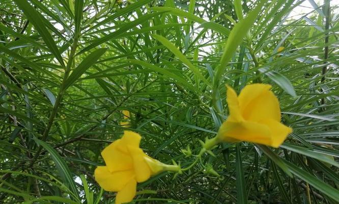 黄花有哪些品种？它们的观赏价值和种植技巧如何？