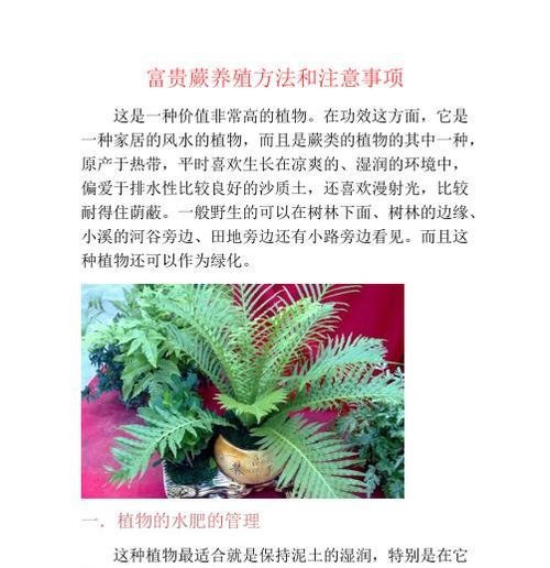 养蕨类植物需要注意哪些事项？