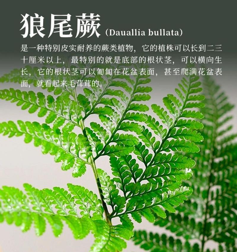养蕨类植物需要注意哪些事项？