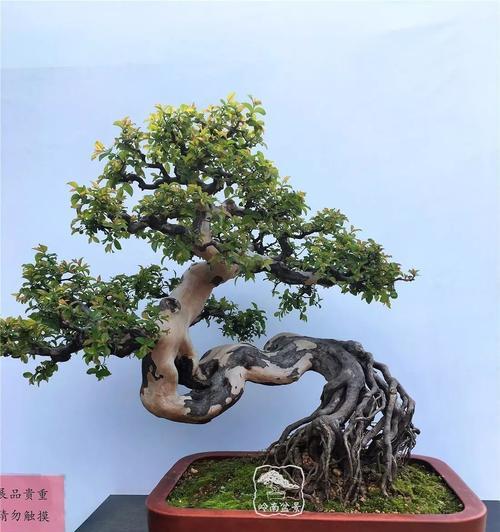 适合制作盆景的树根种类有哪些？