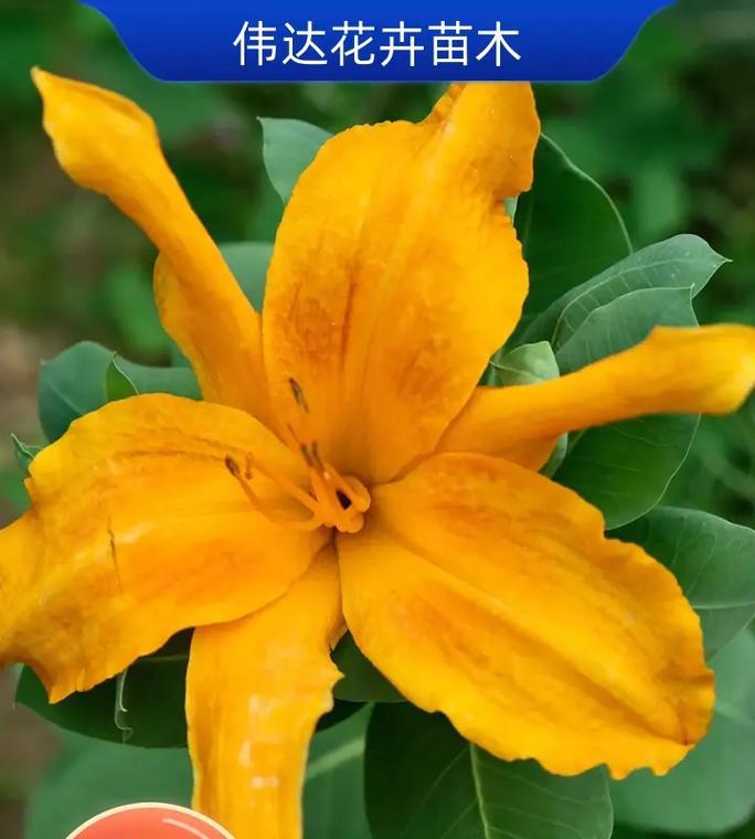 大花萱草品种有哪些？大花萱草的养护要点是什么？