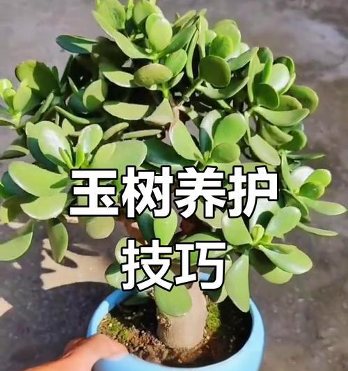 玉树盆景的养护技巧和常见问题有哪些？