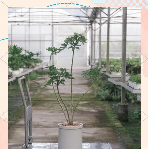 鸭脚木修剪成漂亮形状的秘诀？