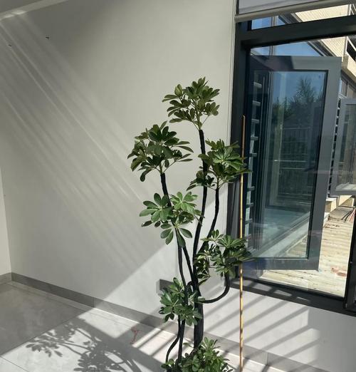 鸭脚木修剪成漂亮形状的秘诀？