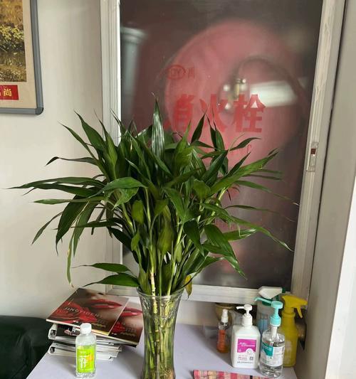 富贵竹水培怎么繁殖？繁殖方法有哪些？