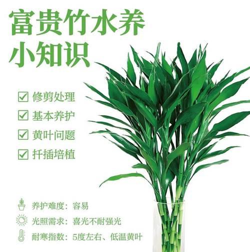 富贵竹水培怎么繁殖？繁殖方法有哪些？