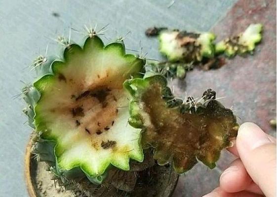 仙人指怎么蔫了？仙人指蔫了的原因及解决方法是什么？