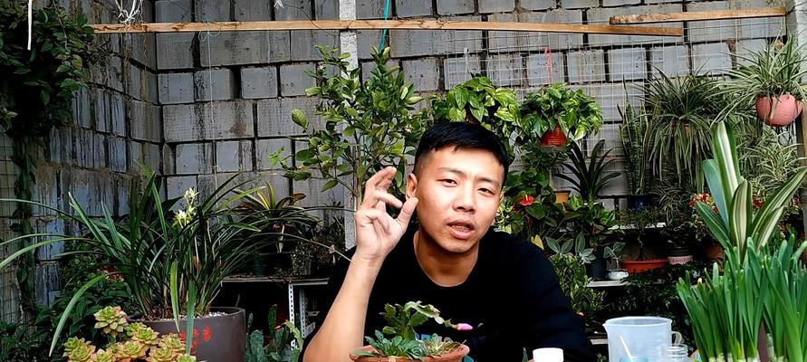 仙人指怎么蔫了？仙人指蔫了的原因及解决方法是什么？