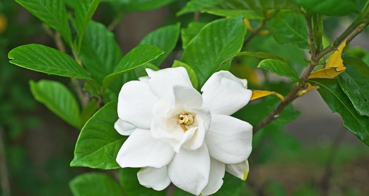 栀子花开花后如何修剪？栀子花修剪的最佳时机和步骤是什么？