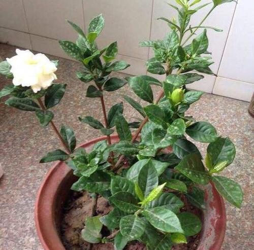 栀子花开花后如何修剪？栀子花修剪的最佳时机和步骤是什么？
