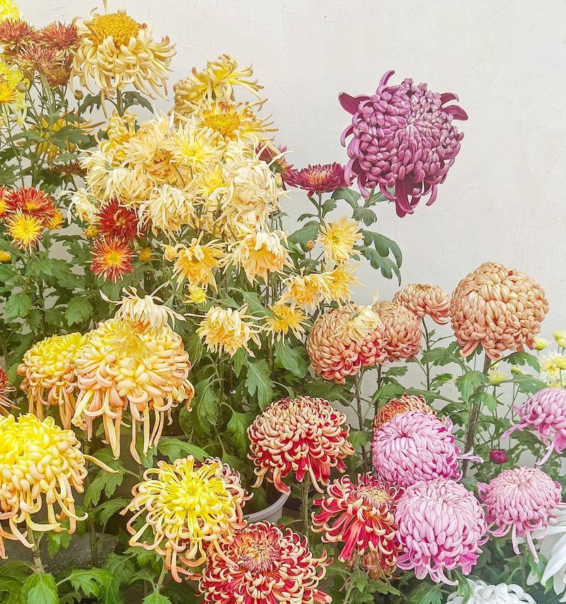 观赏菊花有哪些品种？如何挑选和养护观赏菊花？