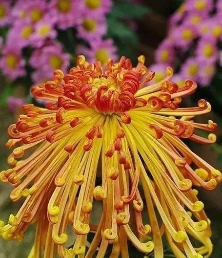 观赏菊花有哪些品种？如何挑选和养护观赏菊花？