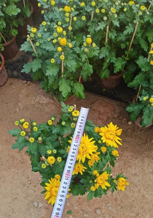 观赏菊花有哪些品种？如何挑选和养护观赏菊花？