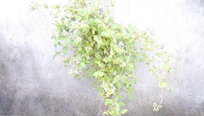 盆栽金银花的种植步骤是什么？如何管理？