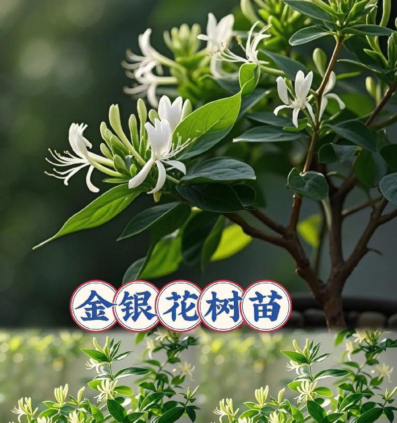 盆栽金银花的种植步骤是什么？如何管理？