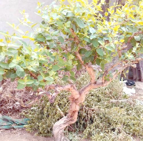 盆栽金银花的种植步骤是什么？如何管理？