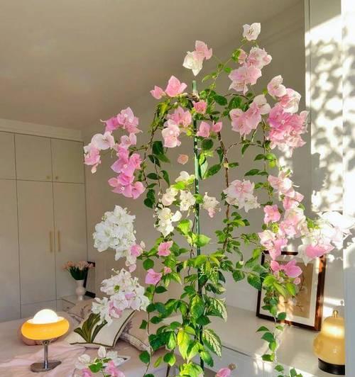 高档的花卉有哪些？如何选择和养护高档室内花卉？