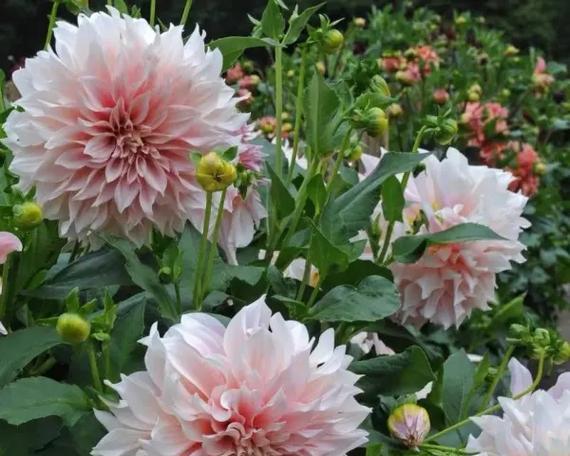 高档的花卉有哪些？如何选择和养护高档室内花卉？