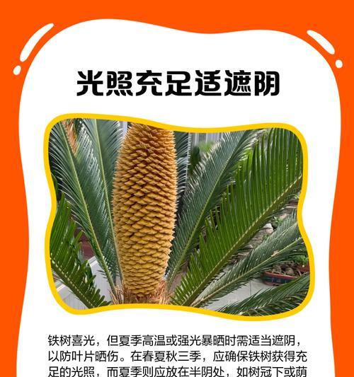 铁树的种植方法是什么？