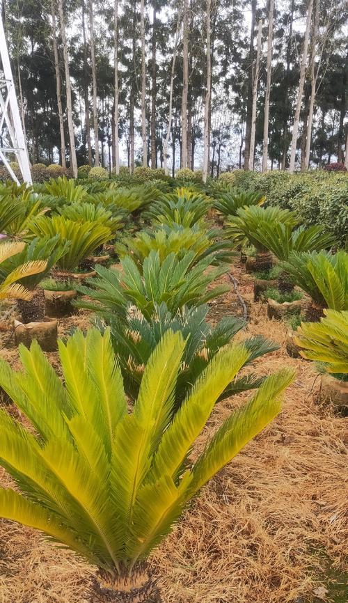 铁树的种植方法是什么？