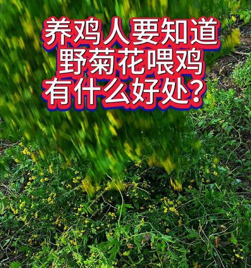 菊花怎么养殖？养殖过程中有哪些常见问题？