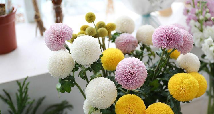 菊花怎么养殖？养殖过程中有哪些常见问题？