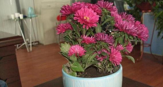 菊花怎么养殖？养殖过程中有哪些常见问题？