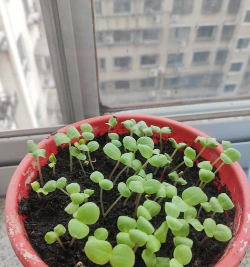 凤仙花种子长什么样？凤仙花的播种和养护技巧是什么？