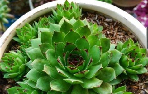 观音莲的养殖方法？夏季观音莲如何护理？