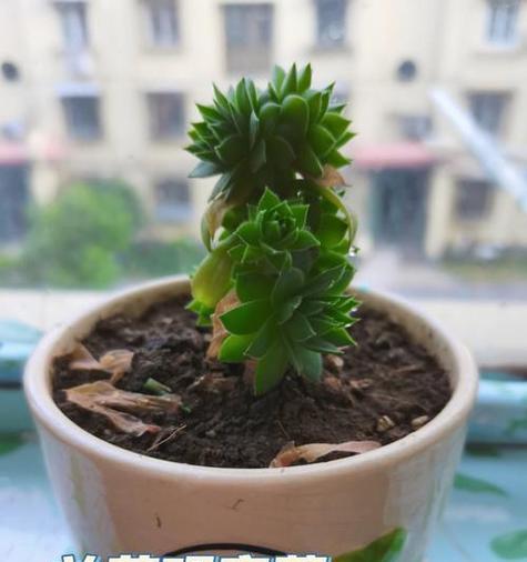 观音莲的养殖方法？夏季观音莲如何护理？